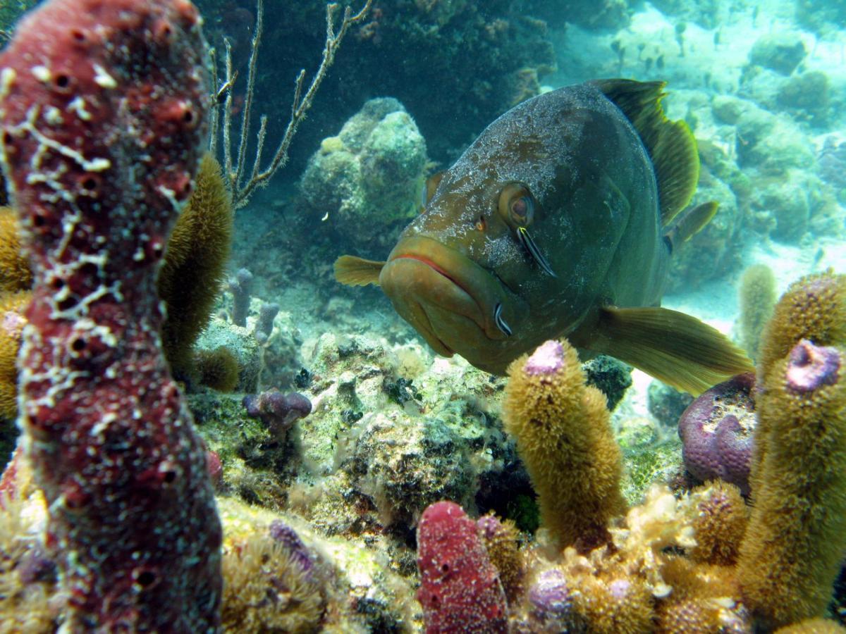 Bungalows At Windsong On The Reef The Bight Settlements エクステリア 写真